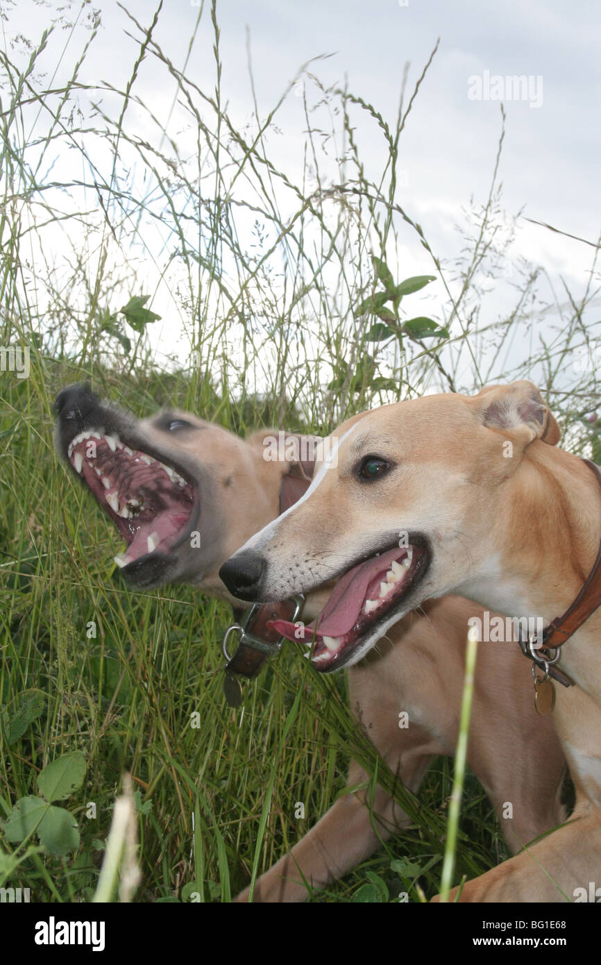 Two whippets playing while on walk Stock Photo