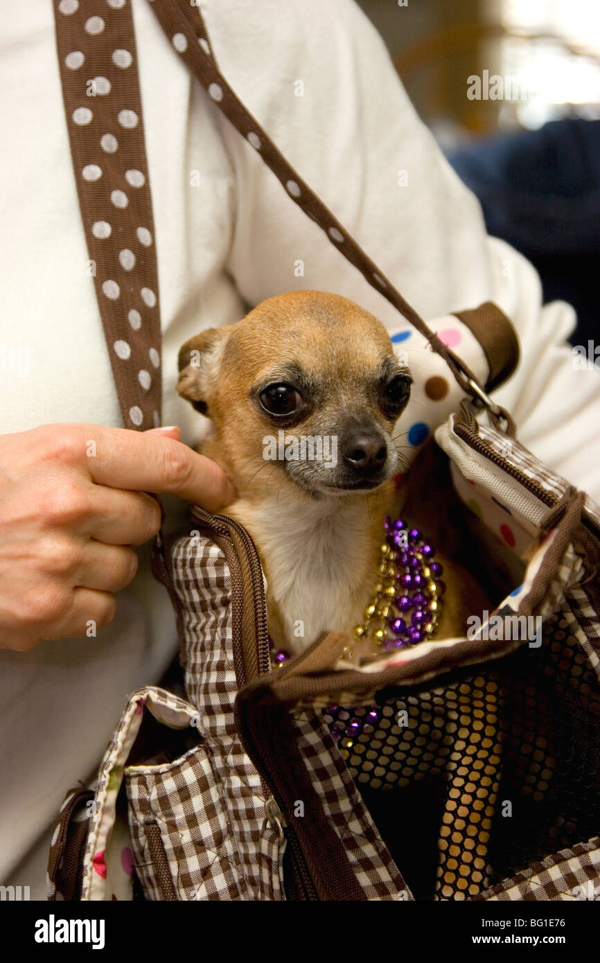 chihuahua carrier