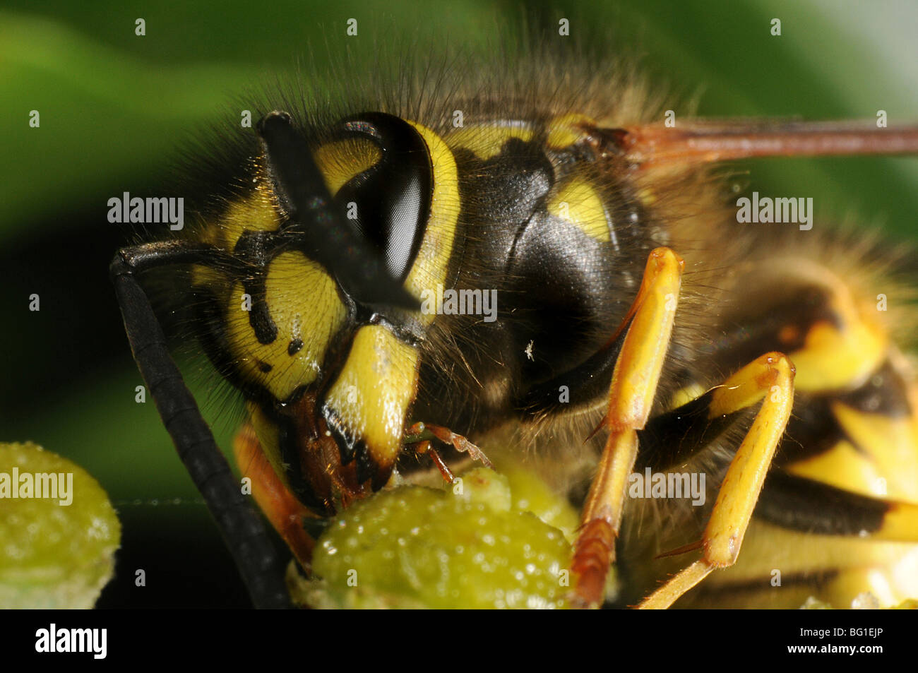 Vesper Insect The common garden wasp (vesper vulgaris) feeding on ivy Stock Photo - Alamy