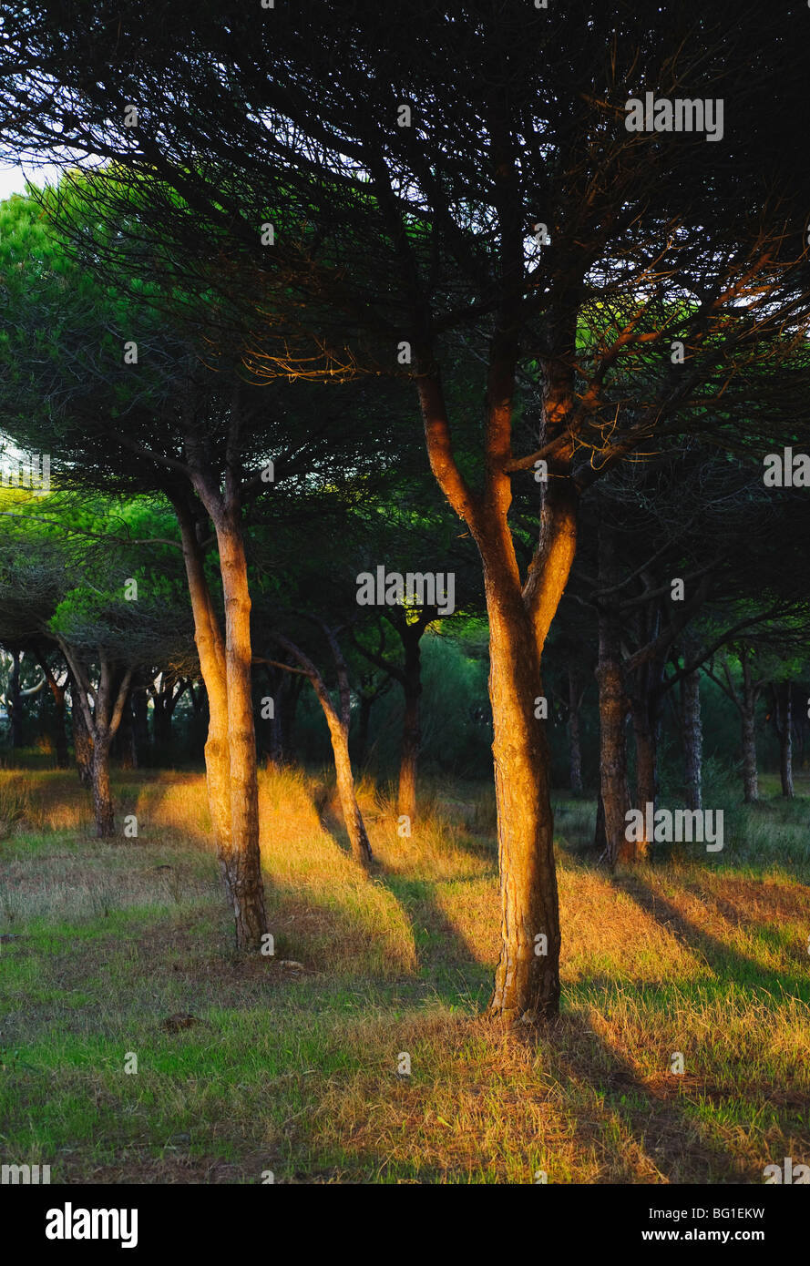 Sunlight hitting the trees Stock Photo Alamy