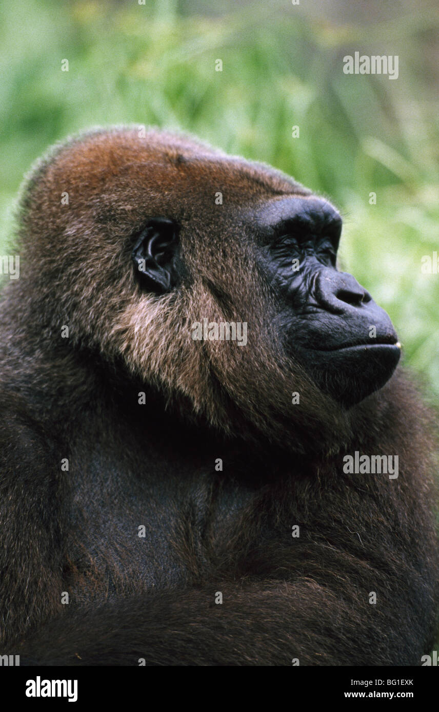 Gorilla side profile hi-res stock photography and images - Alamy