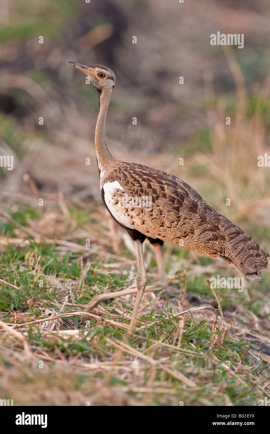 Female southern black korhaan hi-res stock photography and images - Alamy