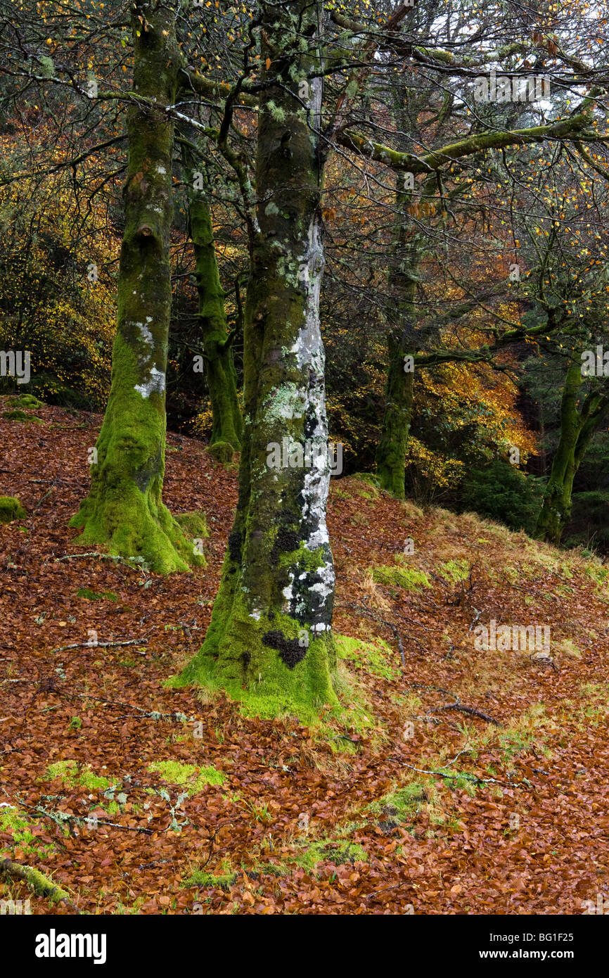 Autumn Colours, Loch Awe, Argyll & Bute, Scotland Stock Photo
