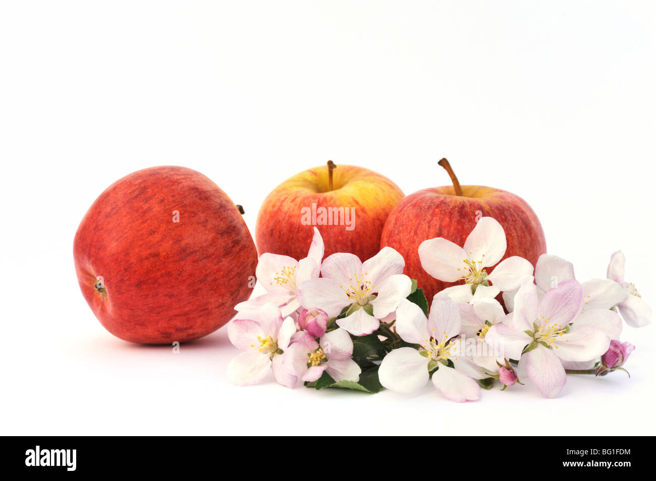 Apple and appletree blossoms Stock Photo Alamy