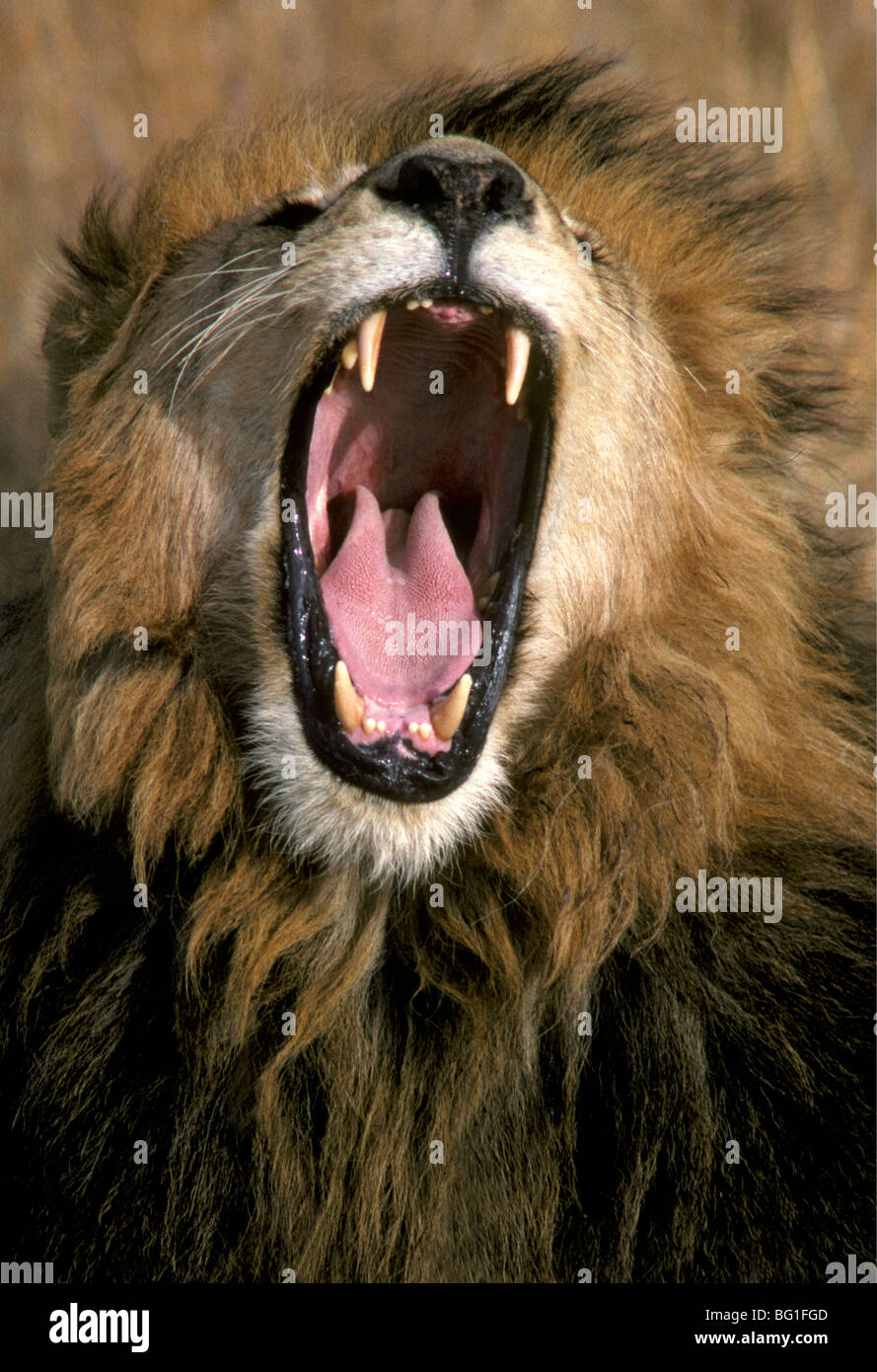 Close up portrait of male lion yawning Masai Mara National Reserve Kenya East Africa Stock Photo