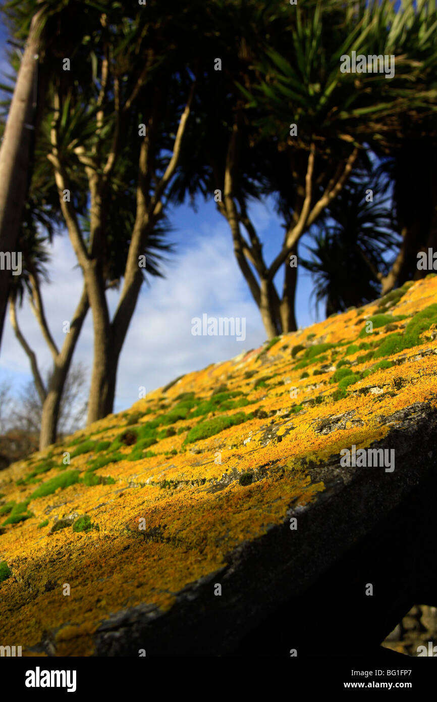 Yellow lichen and moss on Town well roof Marazion Cornwall Stock Photo
