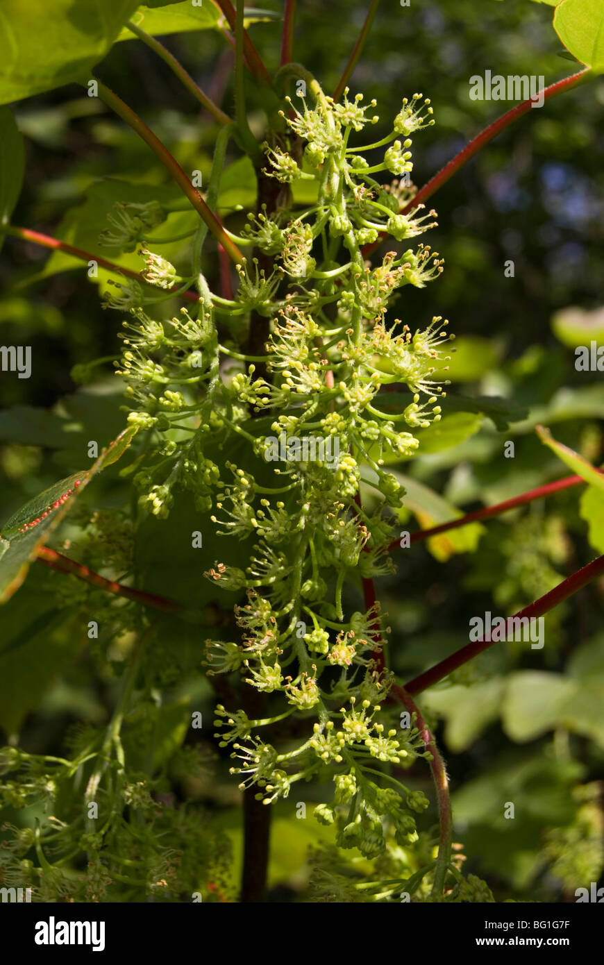 Sycamore flowers hires stock photography and images Alamy