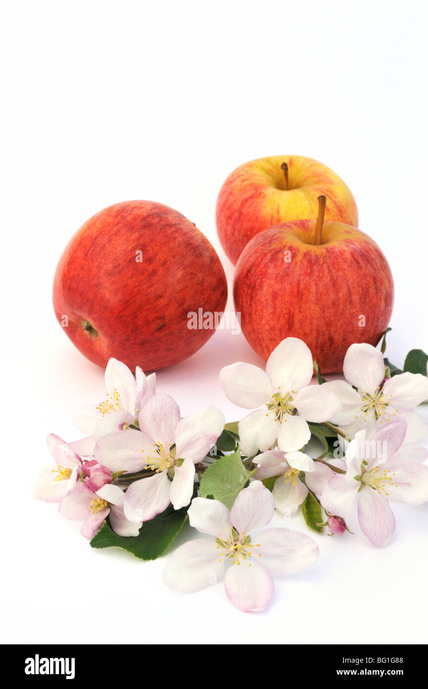 Apple and appletree blossoms Stock Photo Alamy