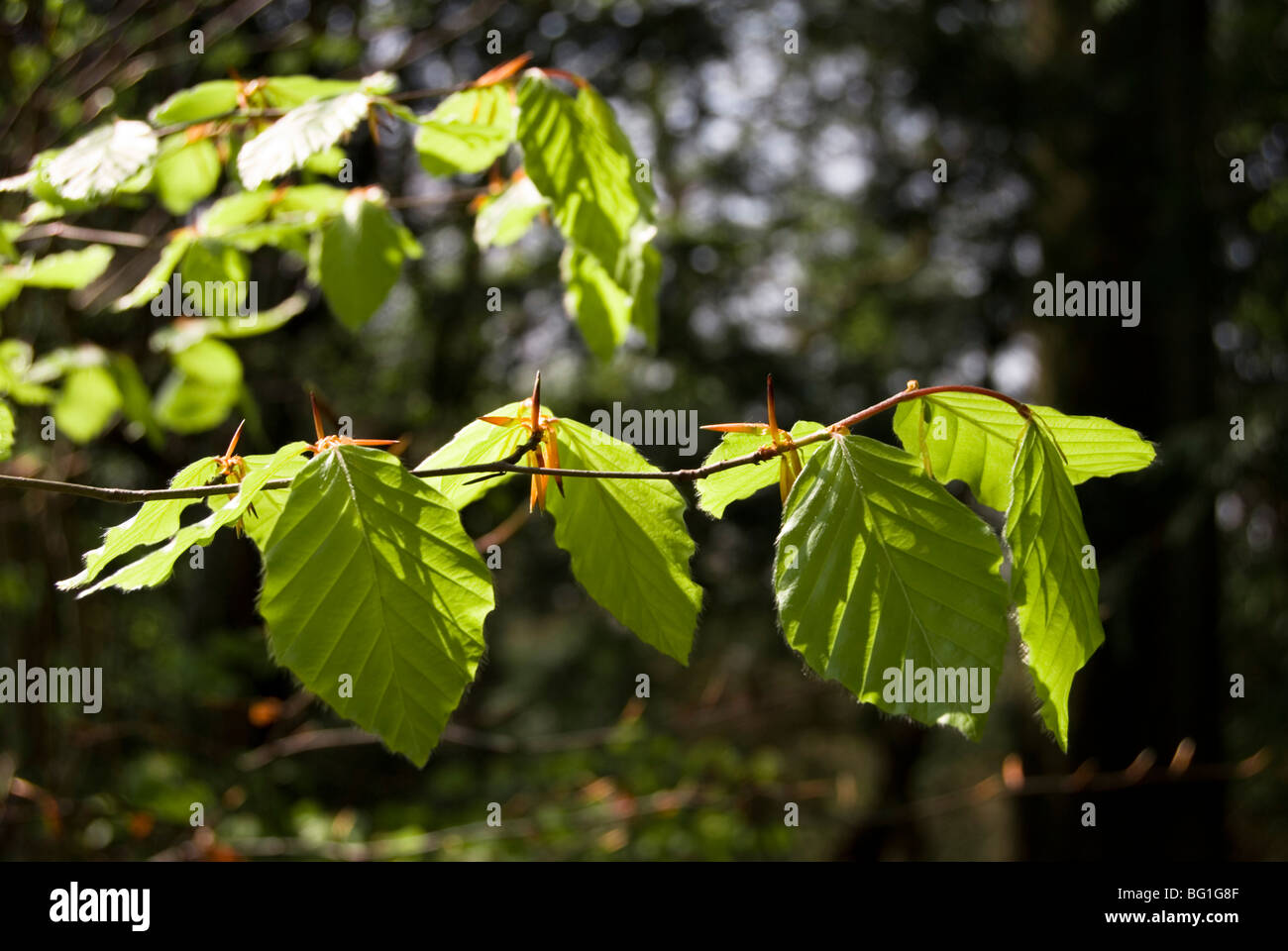 Beech leaves, Fagus sylvatica Stock Photo