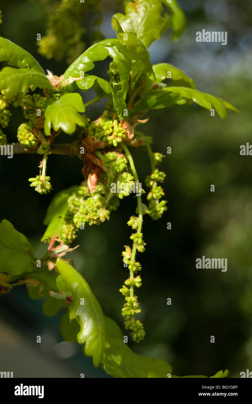 English oak flowers, Quercus robur Stock Photo - Alamy