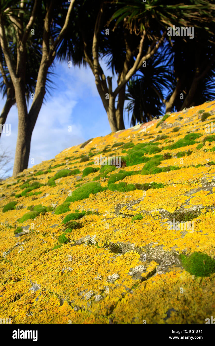 Lichen and moss on roof of town well Marazion Cornwall UK Stock Photo