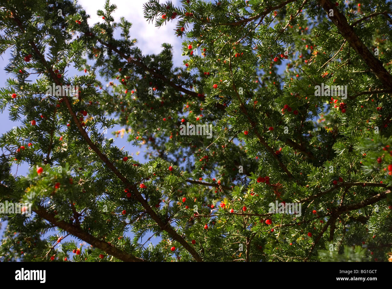 Yew tree with berries, Taxus baccata Stock Photo