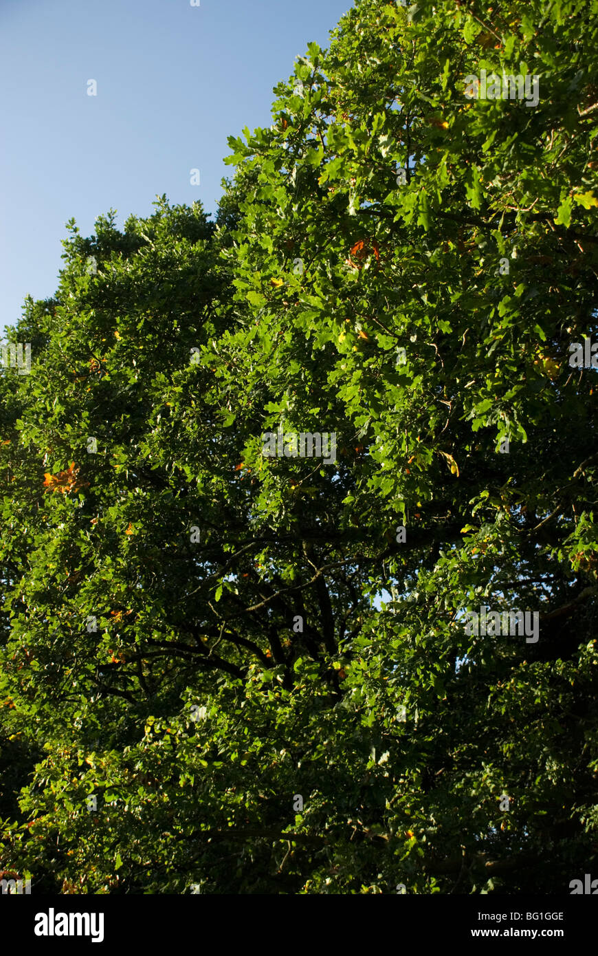 Pedunculate oak tree, Quercus robur Stock Photo
