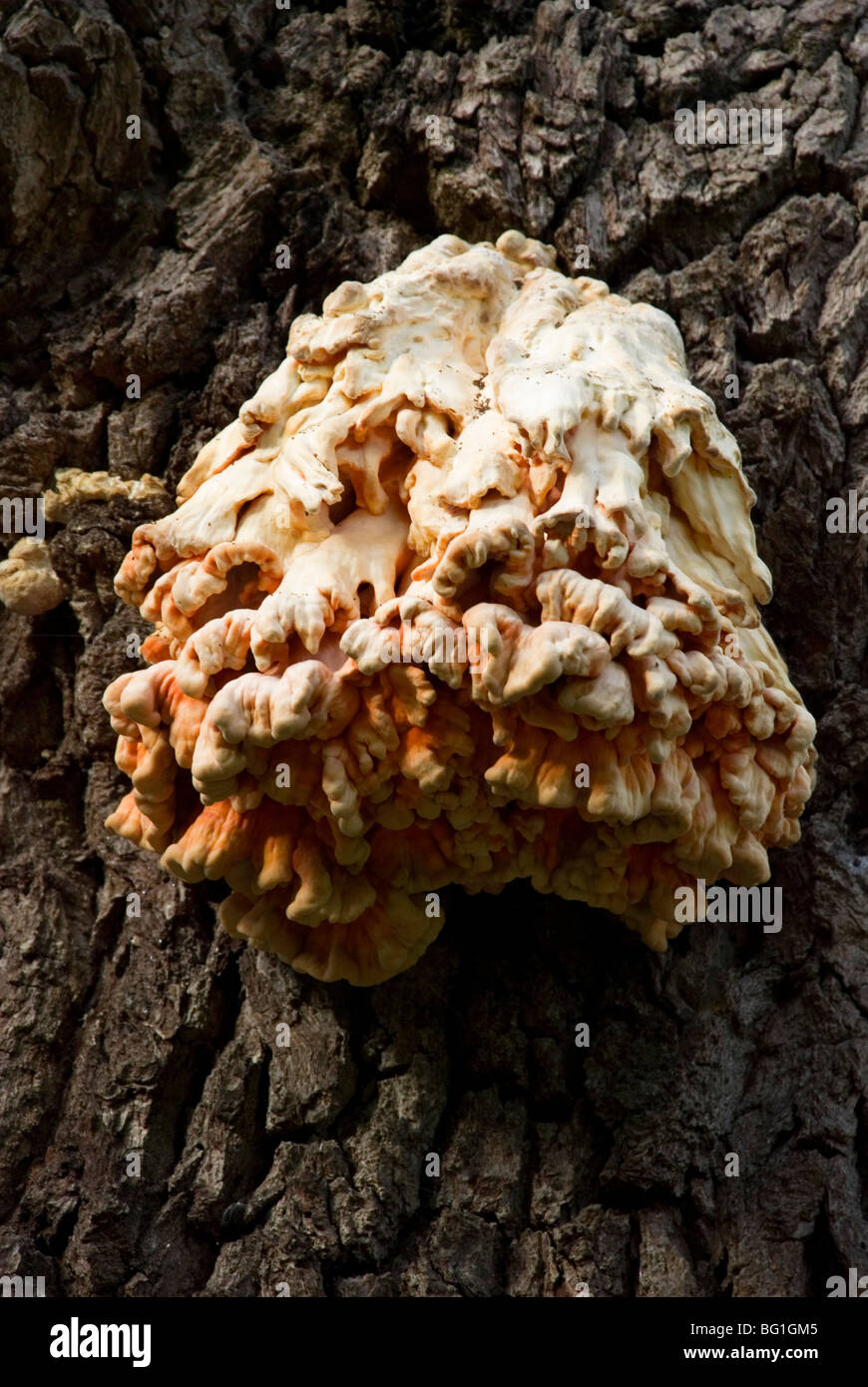Laetiporus sulphureus, a fungus growing on a dead oak tree Stock Photo