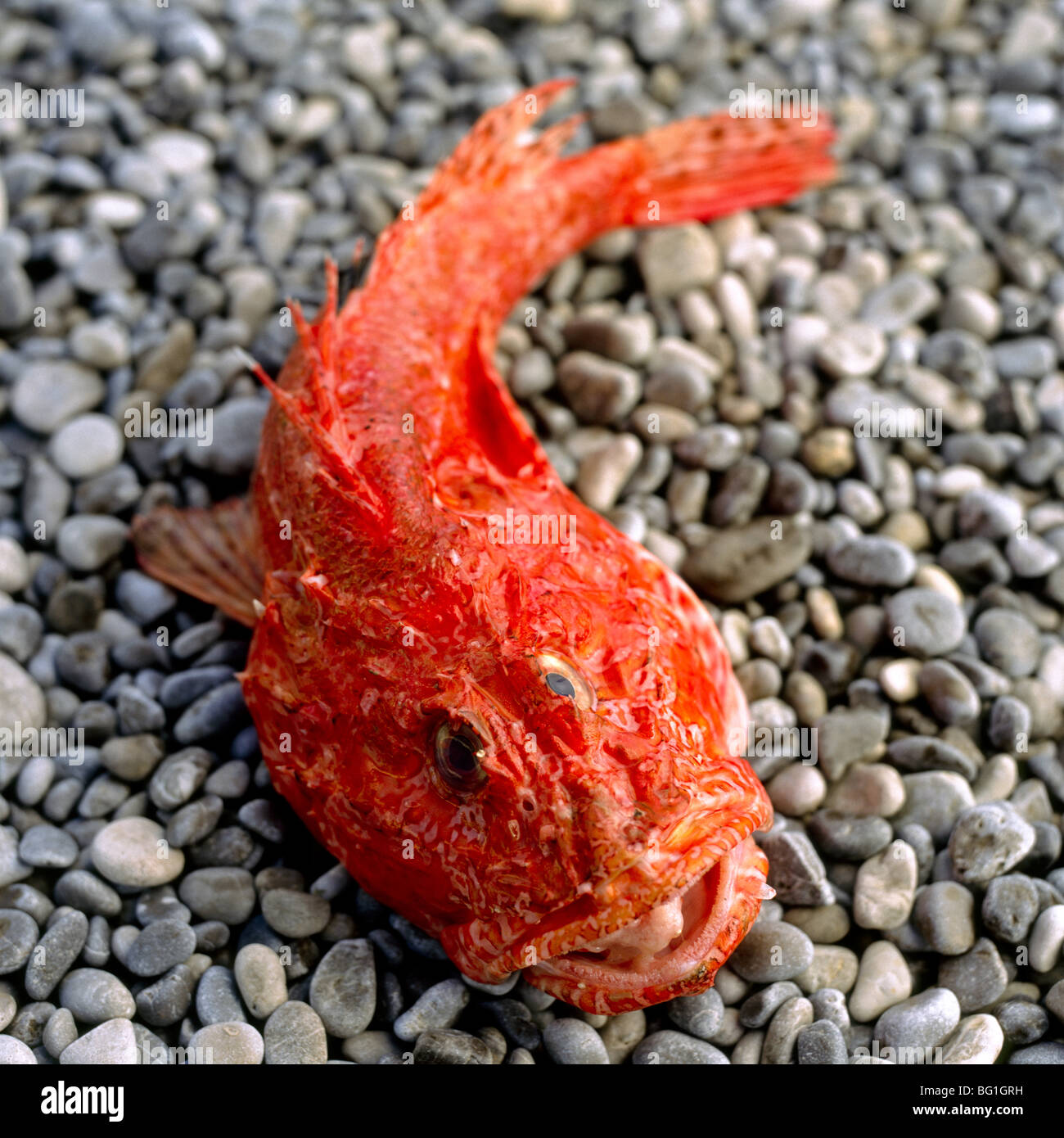 Scorfano, or Scorpion Fish from the Amalfi Coast, Campania, Italy Stock ...