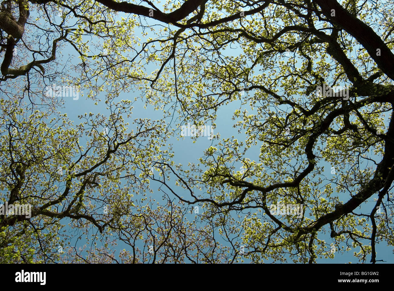 Oak trees, quercus robur Stock Photo - Alamy