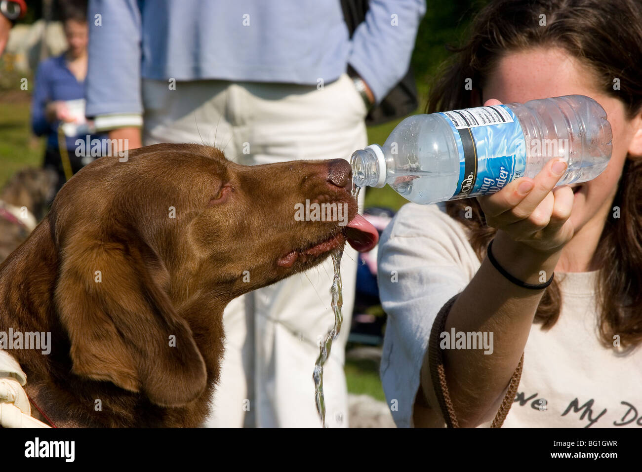 Brown dog drinking water from water bottle held by girl Stock Photo