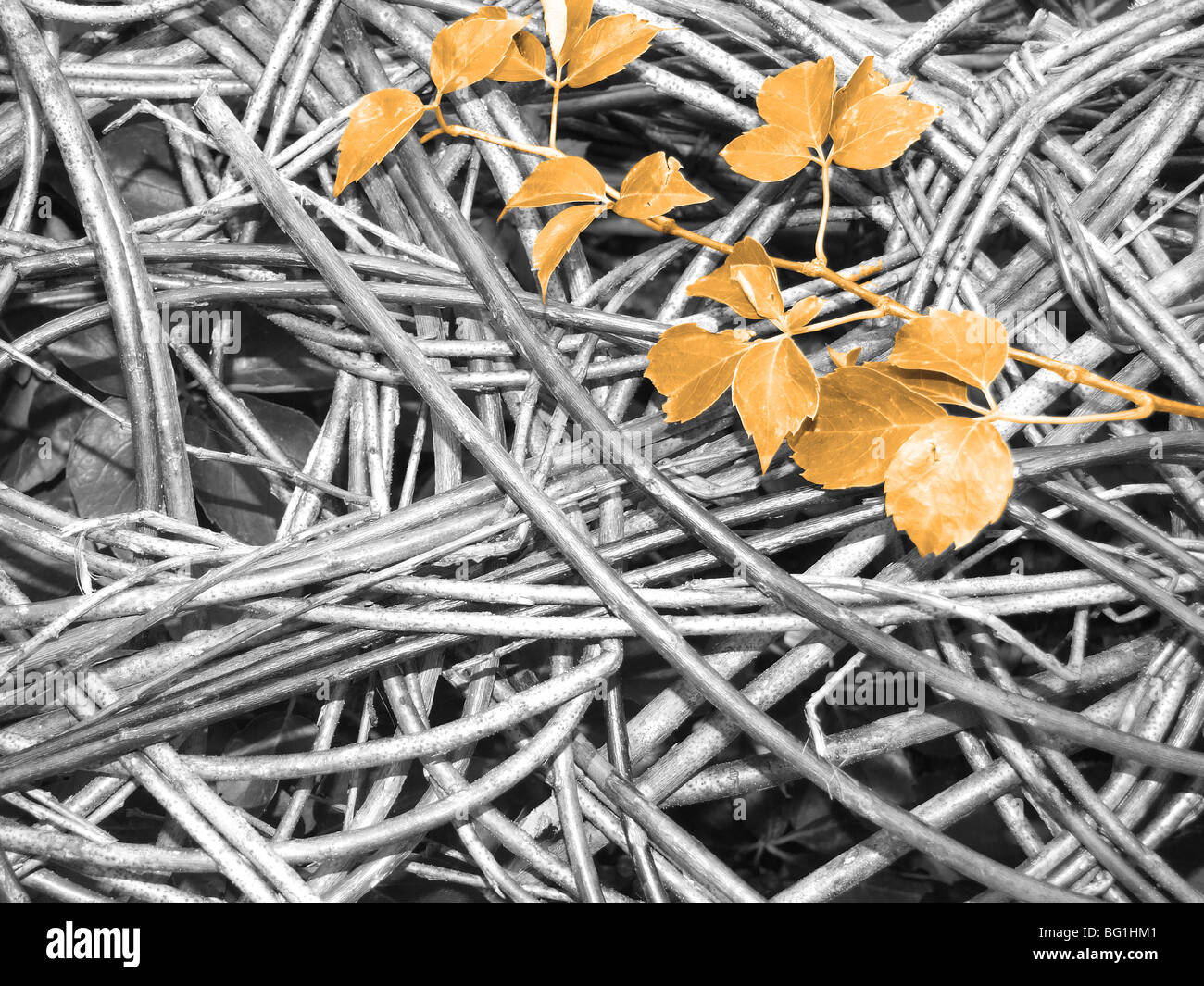 Digitally altered gold leaves on a background of grey branches forming a weave texture. Stock Photo