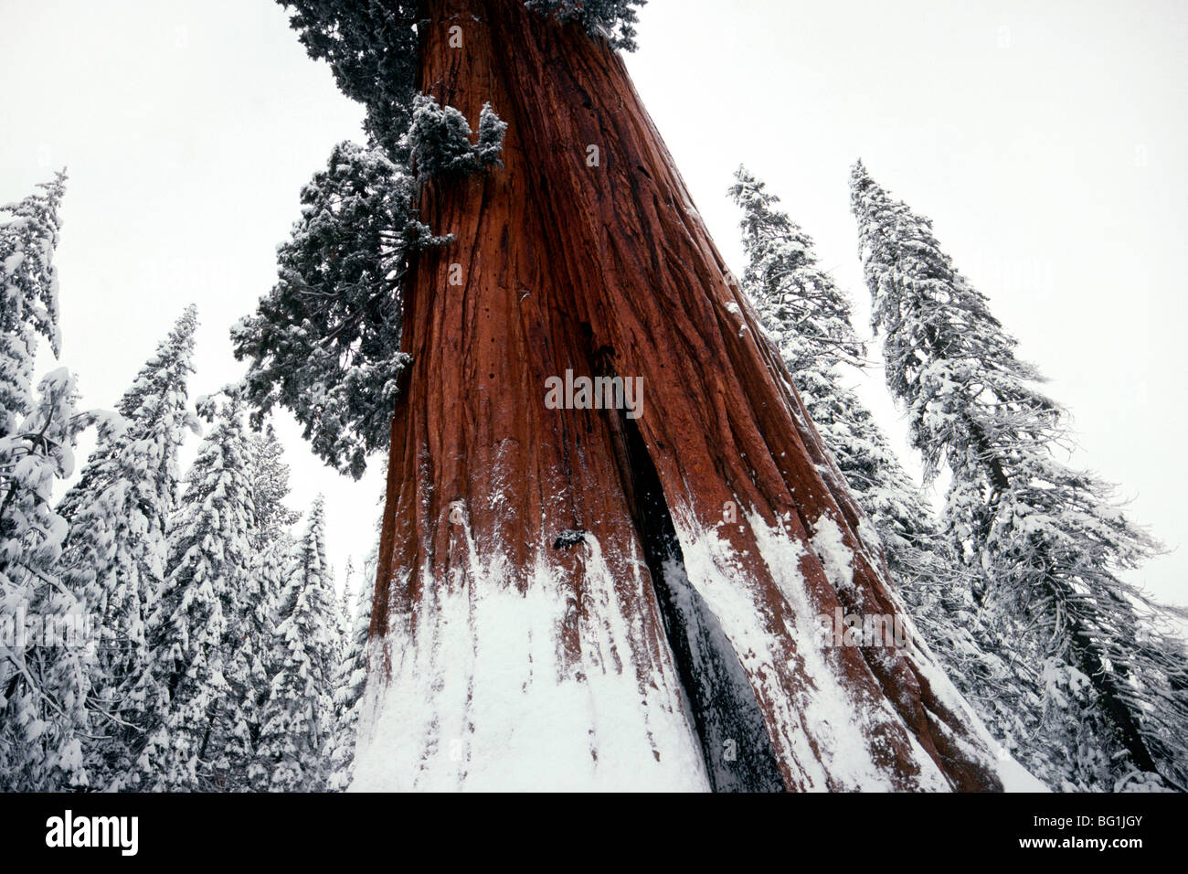 A giant sequoia tree in winter in Sequoia National Park in California. This national park was established in 1890 as the second U.S. national park after Yellowstone National Park Stock Photo