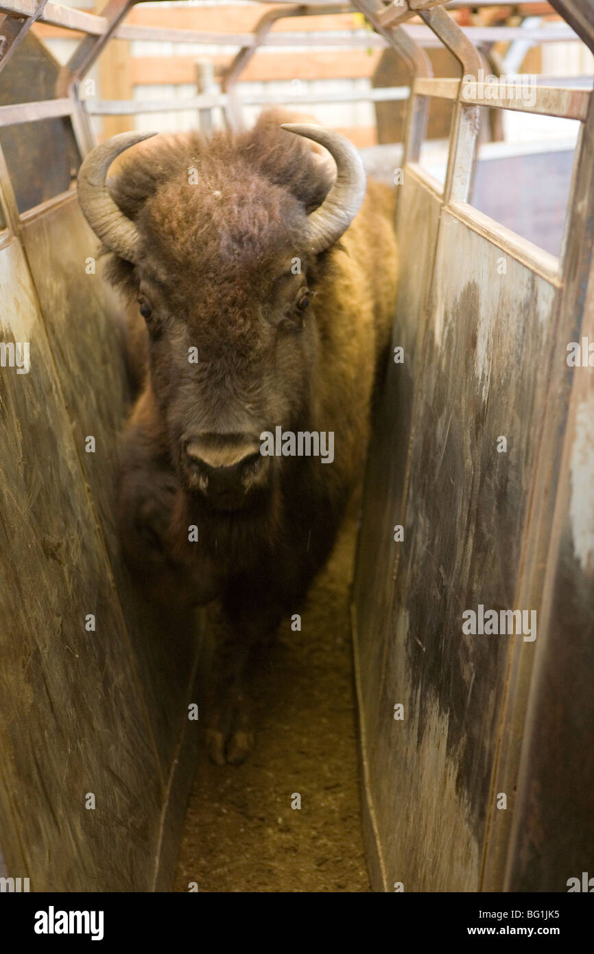 bison running throw squeeze chute Stock Photo
