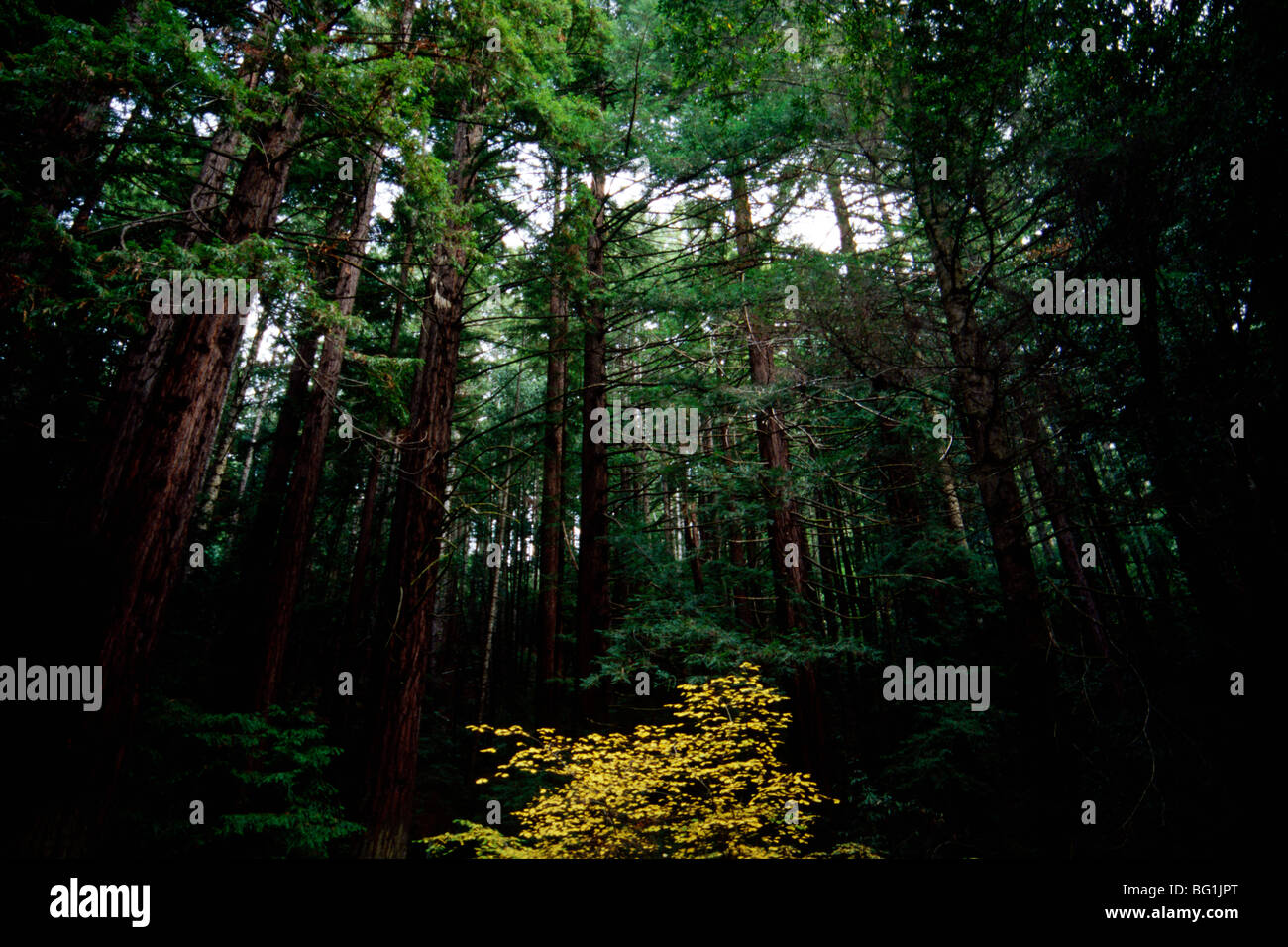 Fall leaves and pine trees, Northern California Stock Photo Alamy