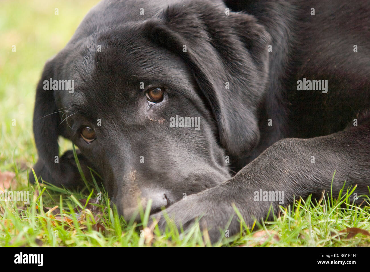 black Labrador looking sad Stock Photo