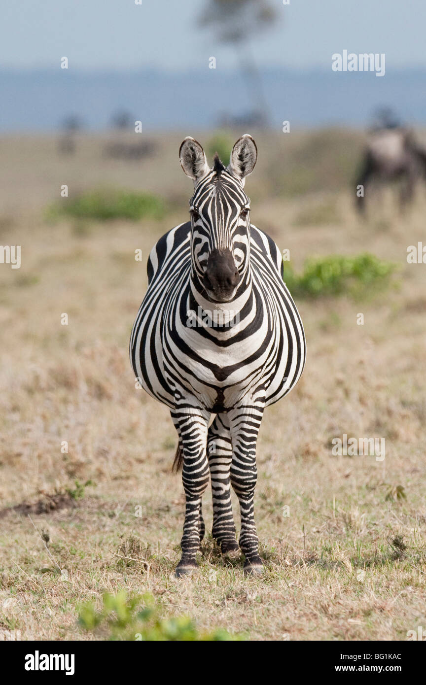 Zebra Stock Photo Alamy