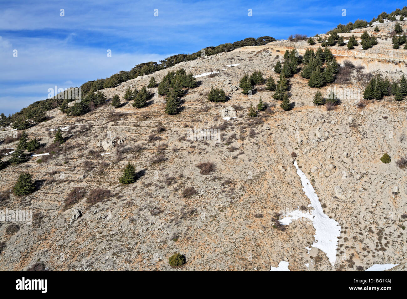 Al Shouf Cedar Nature Reserve, near Maaser eshShouf, Lebanon mountains