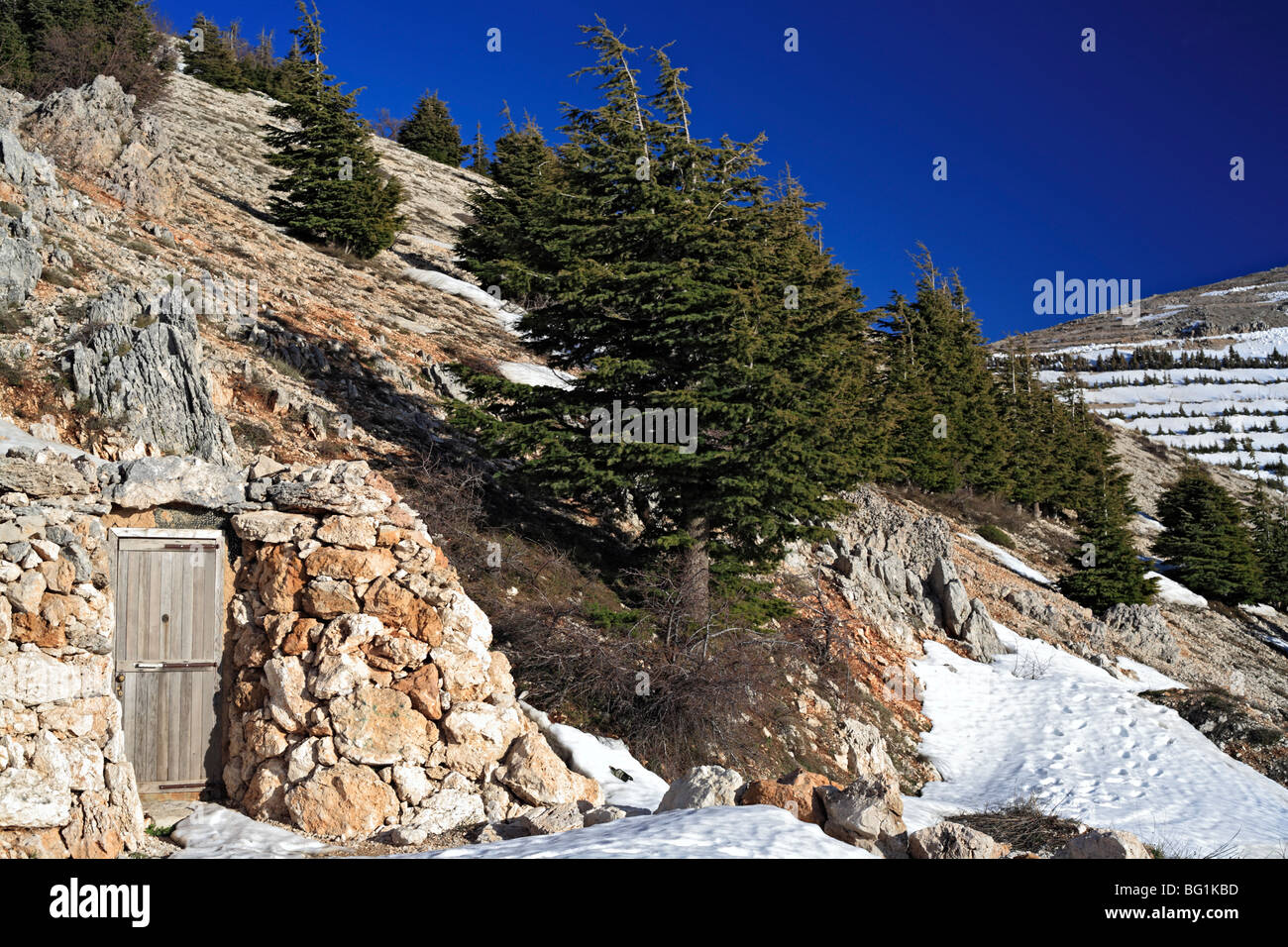 Al Shouf Cedar Nature Reserve, near Maaser eshShouf, Lebanon mountains
