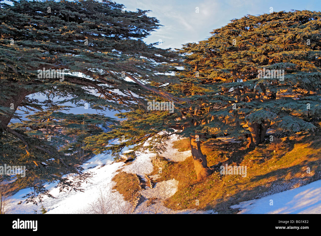 Al Shouf Cedar Nature Reserve, near Maaser esh-Shouf, Lebanon mountains, Chouf District, Lebanon Stock Photo