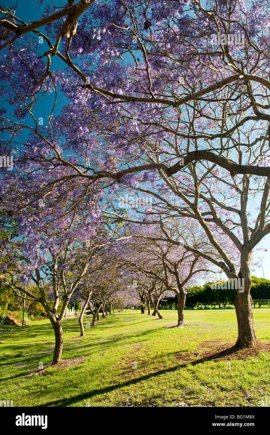Jacaranda trees in bloom, Queensland, Australia Stock Photo Alamy
