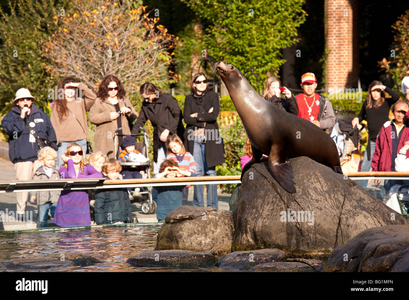 Sea Lion in Central Park Zoo, NYC Stock Photo