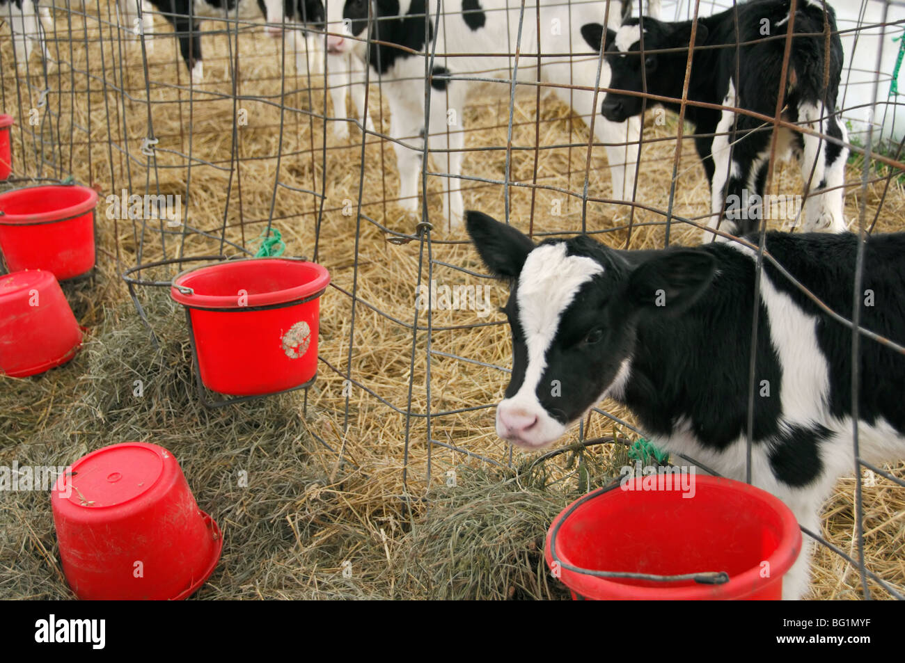 A dairy cow calf and calves with empty food buckets Stock Photo Alamy