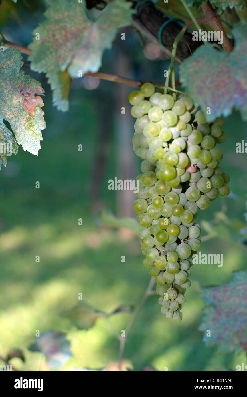Grapes on the Vine Stock Photo Alamy