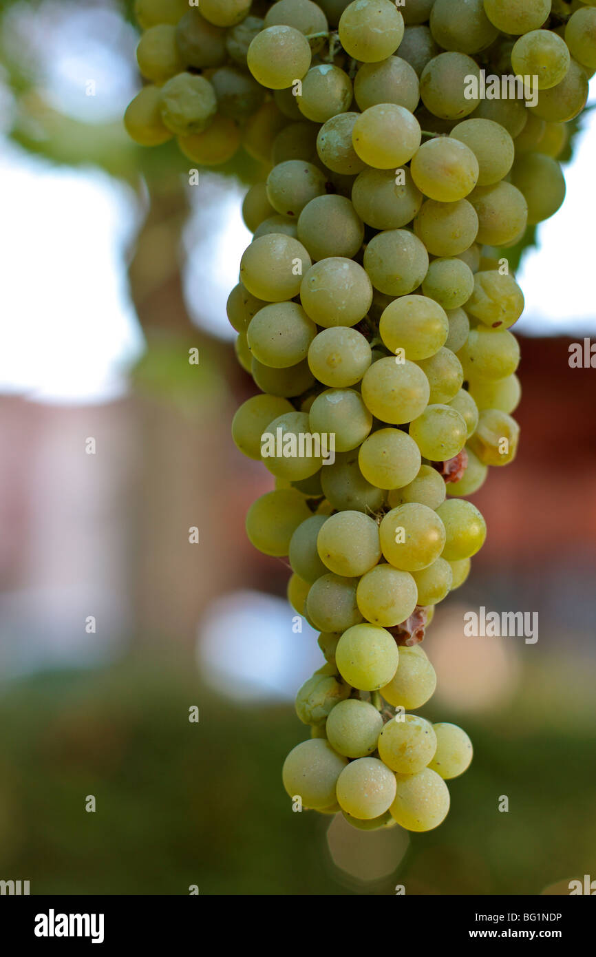 Grapes on the Vine Stock Photo Alamy
