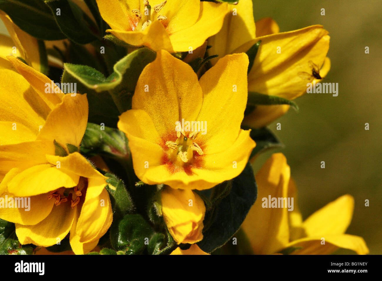 Dotted Yellow Loosestrife Lysmania punctata Family Myrsinaceae showing yellow flower bloom in close up macro Stock Photo