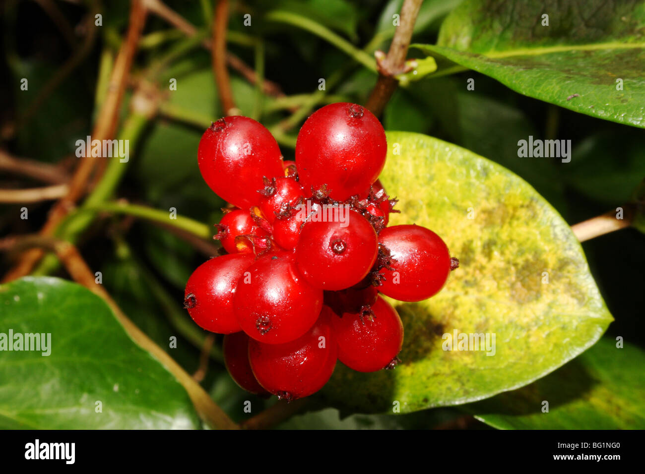 Honeysuckle Berries Lonicera species Family Caprifoliaceae red fruit Stock  Photo - Alamy