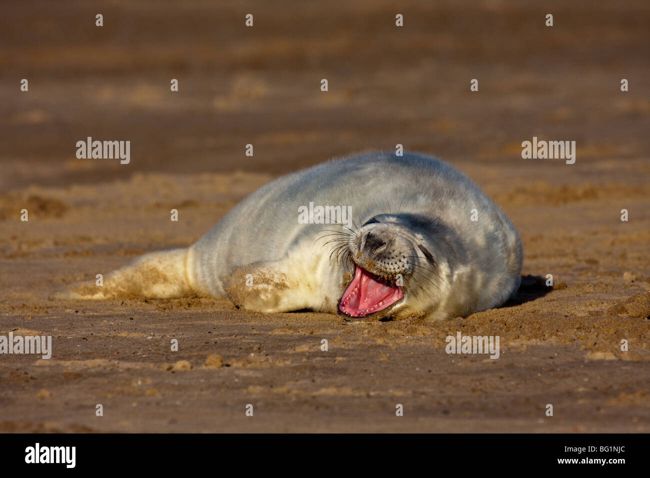 Baby grey seal yawning Stock Photo Alamy