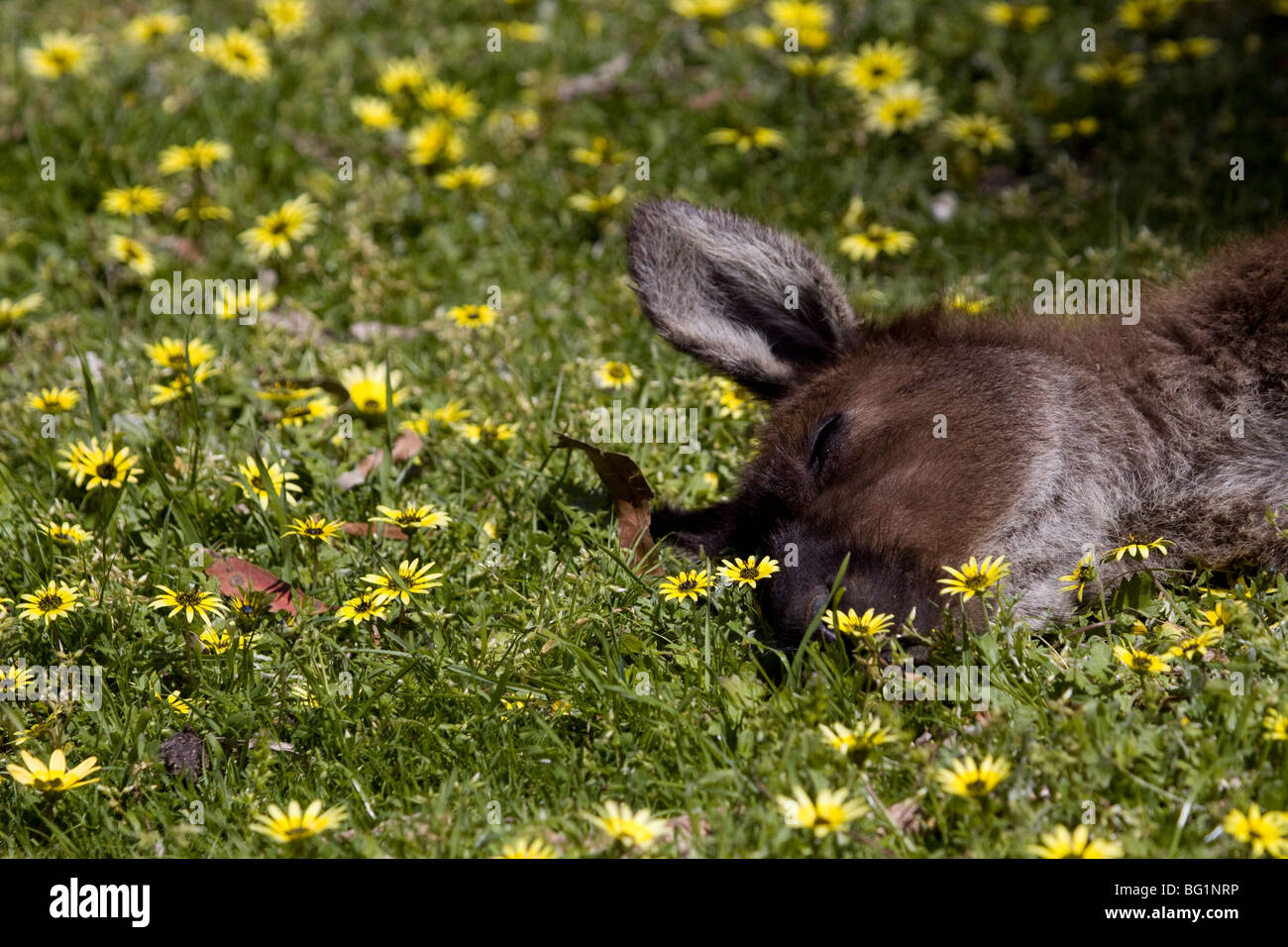 A kangaroo resting in a field of grasses and flowers in sunshine. Stock Photo