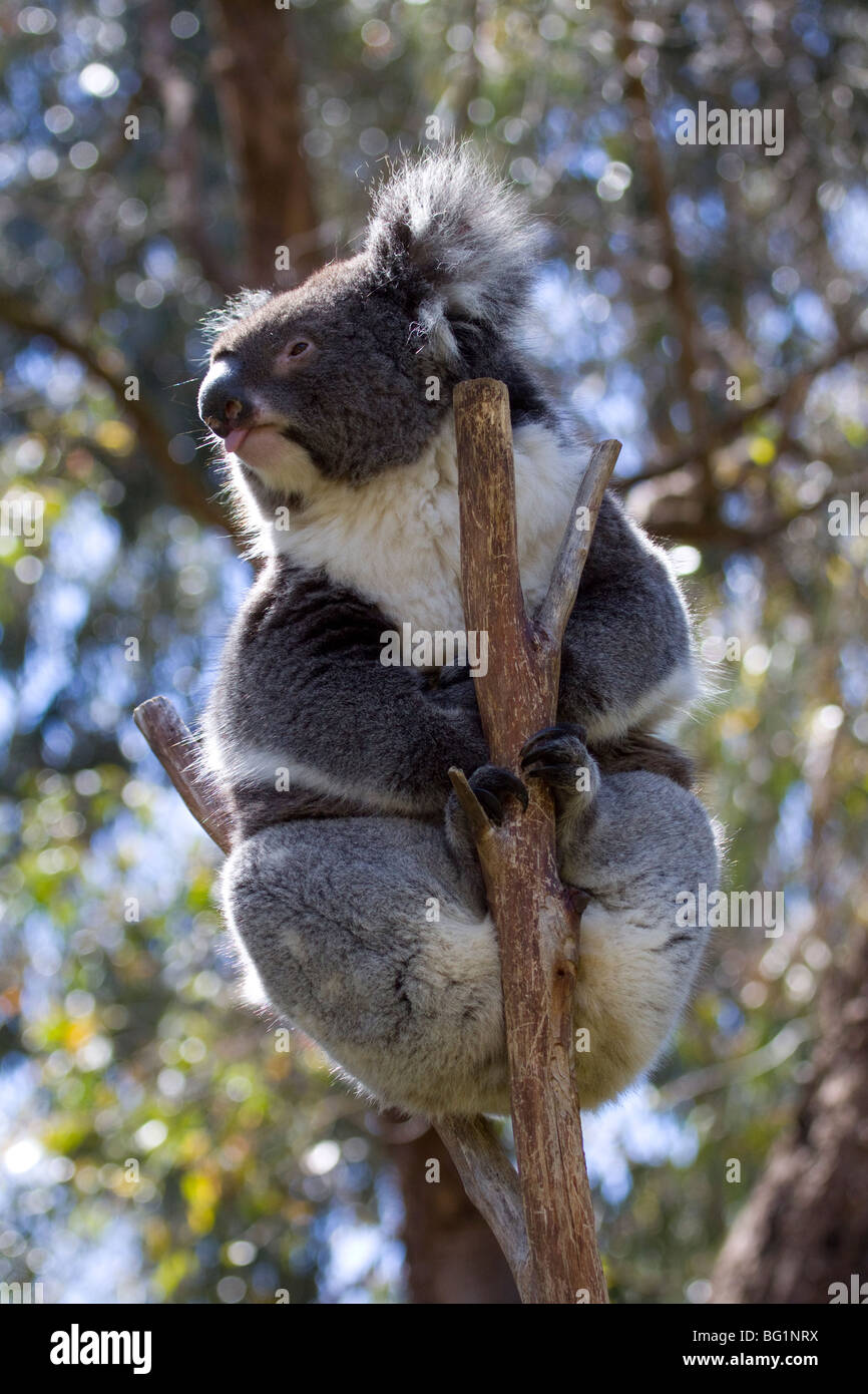 Koala in tree Stock Photo