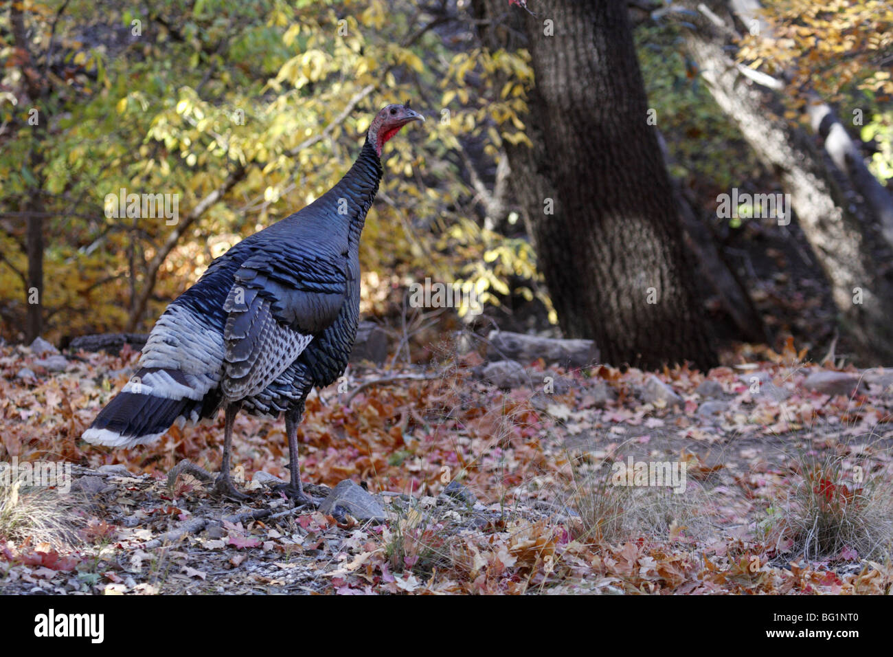 Goulds turkeys hires stock photography and images Alamy
