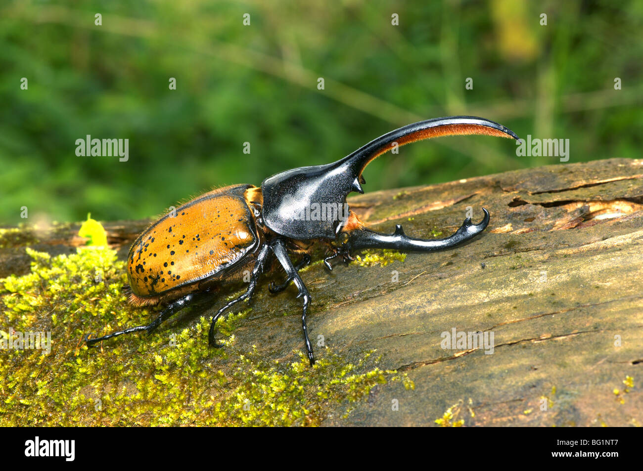 Hercules Beetle Stock Photo