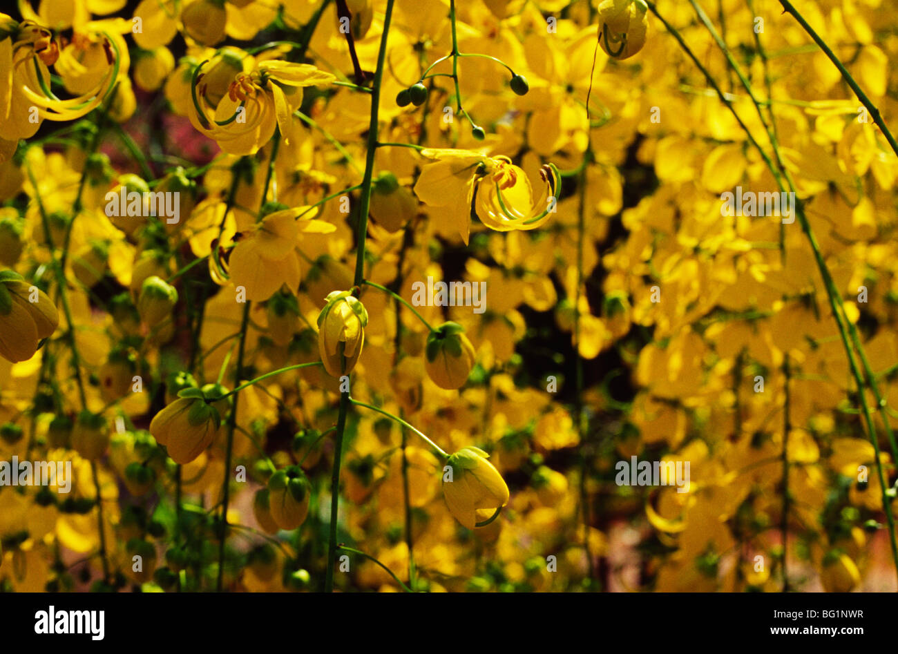 Cassia flowers Stock Photo