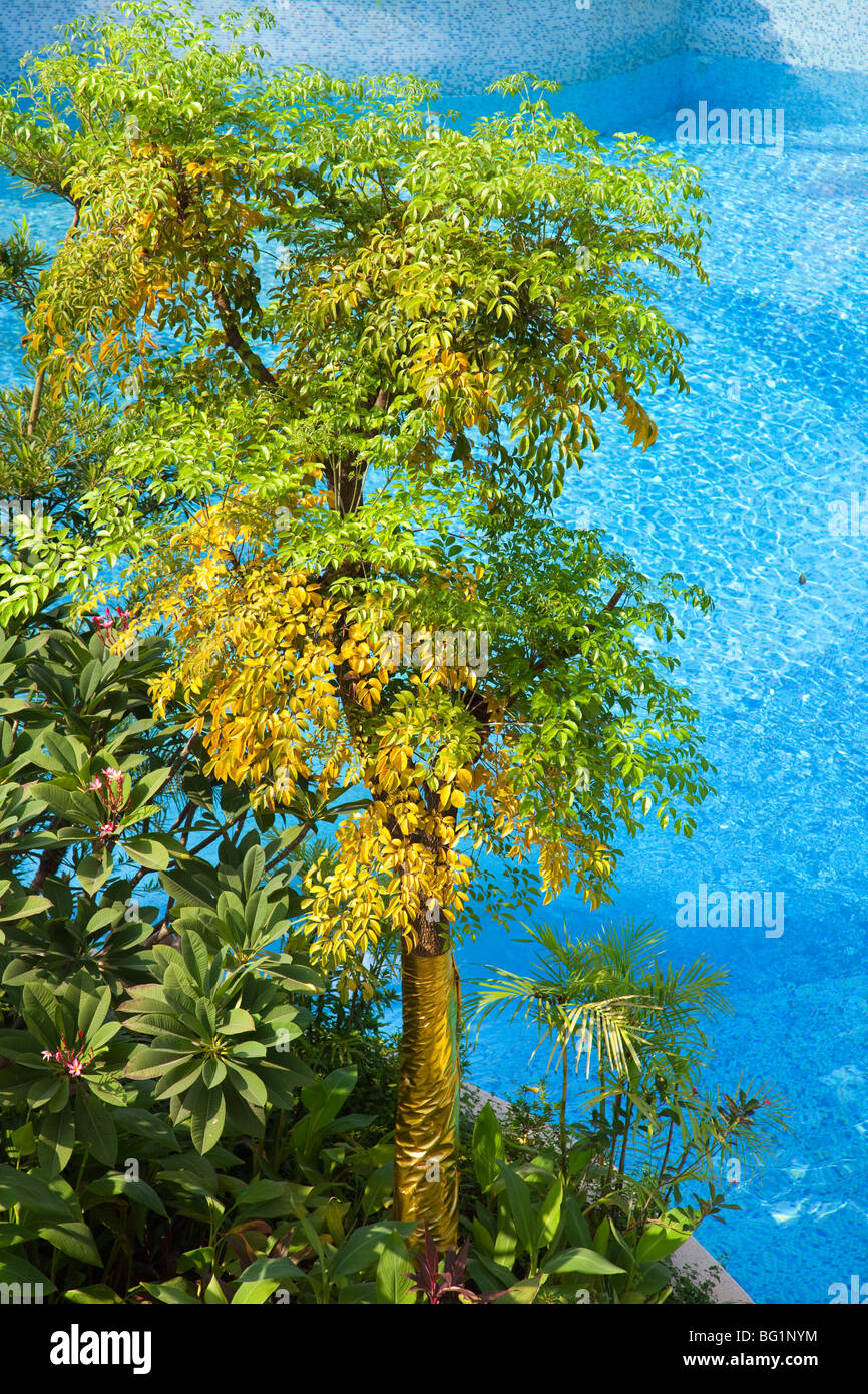 Pool deck garden hi-res stock photography and images - Alamy