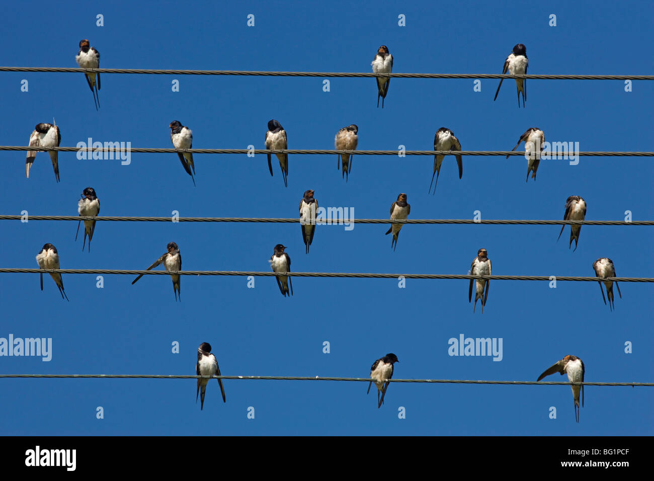 Barn (European) swallow (Hirundo rustica) on wire, Overberg, Western Cape, South Africa, Africa Stock Photo