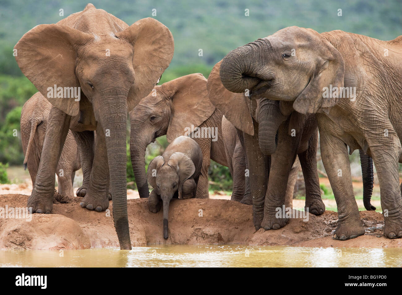 Elephant breeding herd (Loxodonta africana), Addo Elephant National Park, Eastern Cape, South Africa, Africa Stock Photo