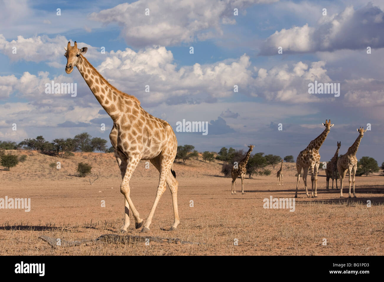Giraffe (Giraffa camelopardalis), Kgalagadi Transfrontier Park, Northern Cape, South Africa, Africa Stock Photo