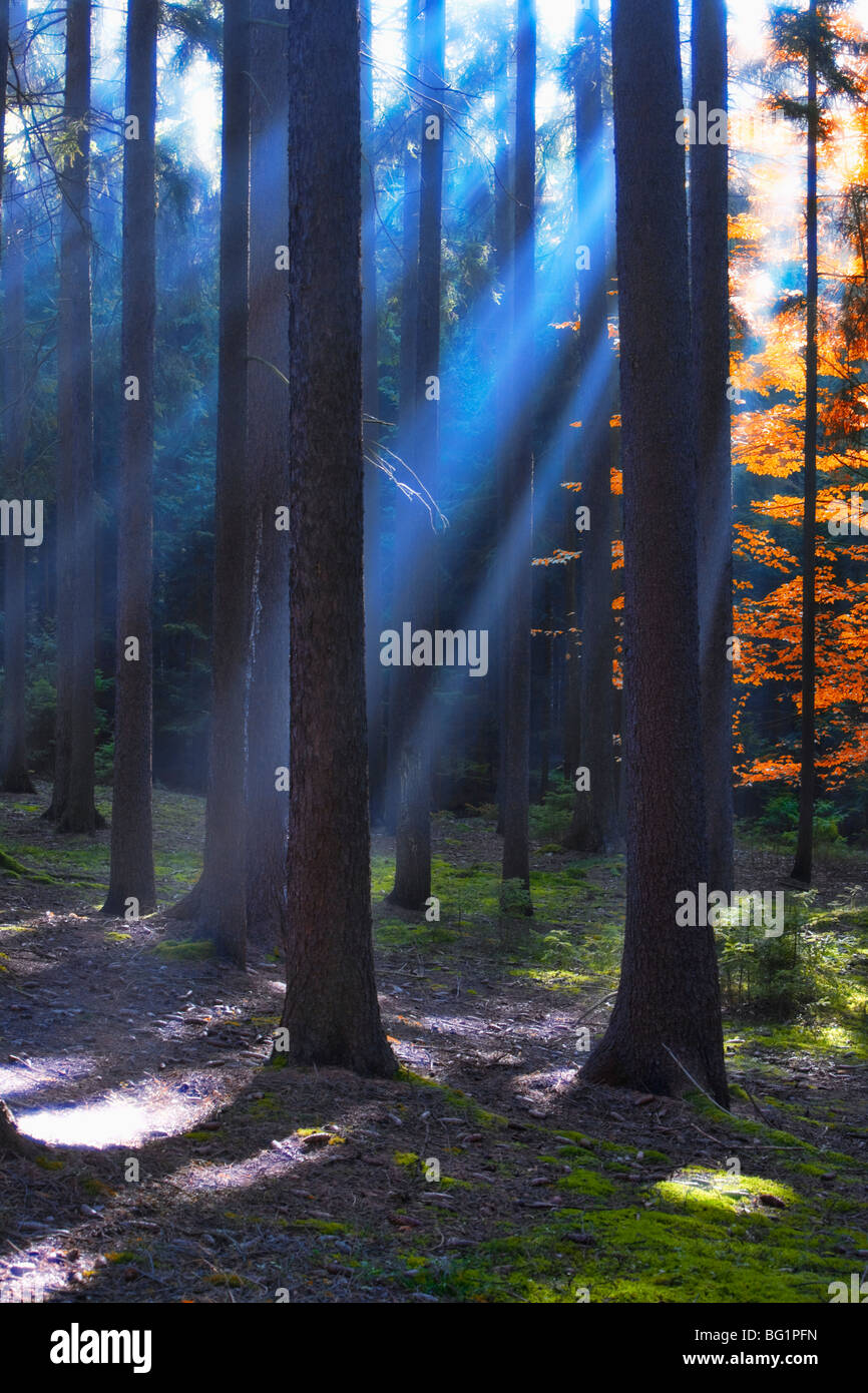 autumn forest scene with sunrays shining through branches Stock Photo ...
