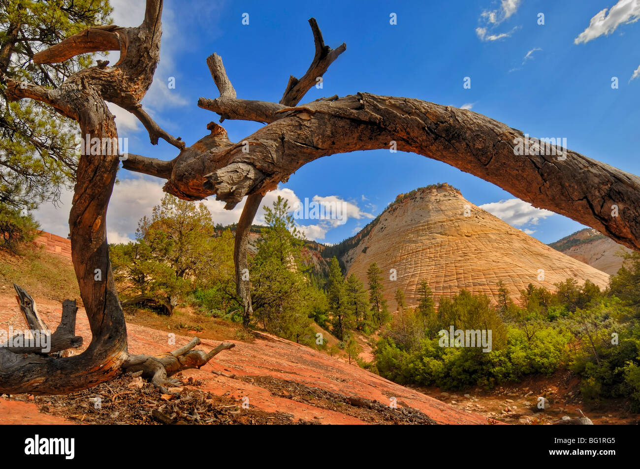 Checkerboard Mesa in Zion National Park, with a fallen tree in the foreground. Utah, USA Stock Photo