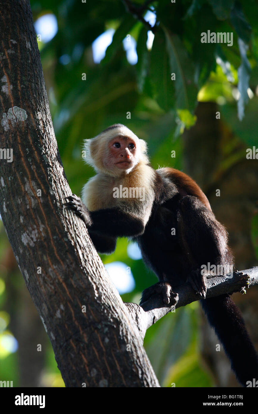 White faced Capuchin monkey, Montezuma, Nicoya Peninsula, Costa Rica, Central America Stock Photo